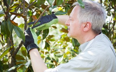 Benefits of Professional Residential Tree Service Carson City NV for Homeowners