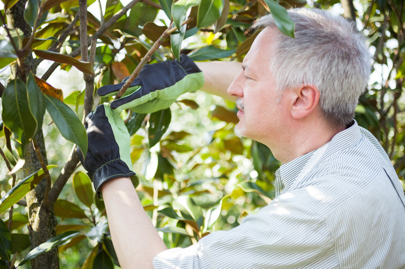 Benefits of Professional Residential Tree Service Carson City NV for Homeowners