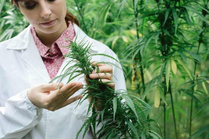 Understanding CBD Medical Treatment in Texas