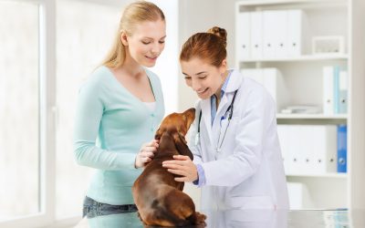 The Real Benefits Your Pet Gains at Dog Daycare Bergen County, NJ
