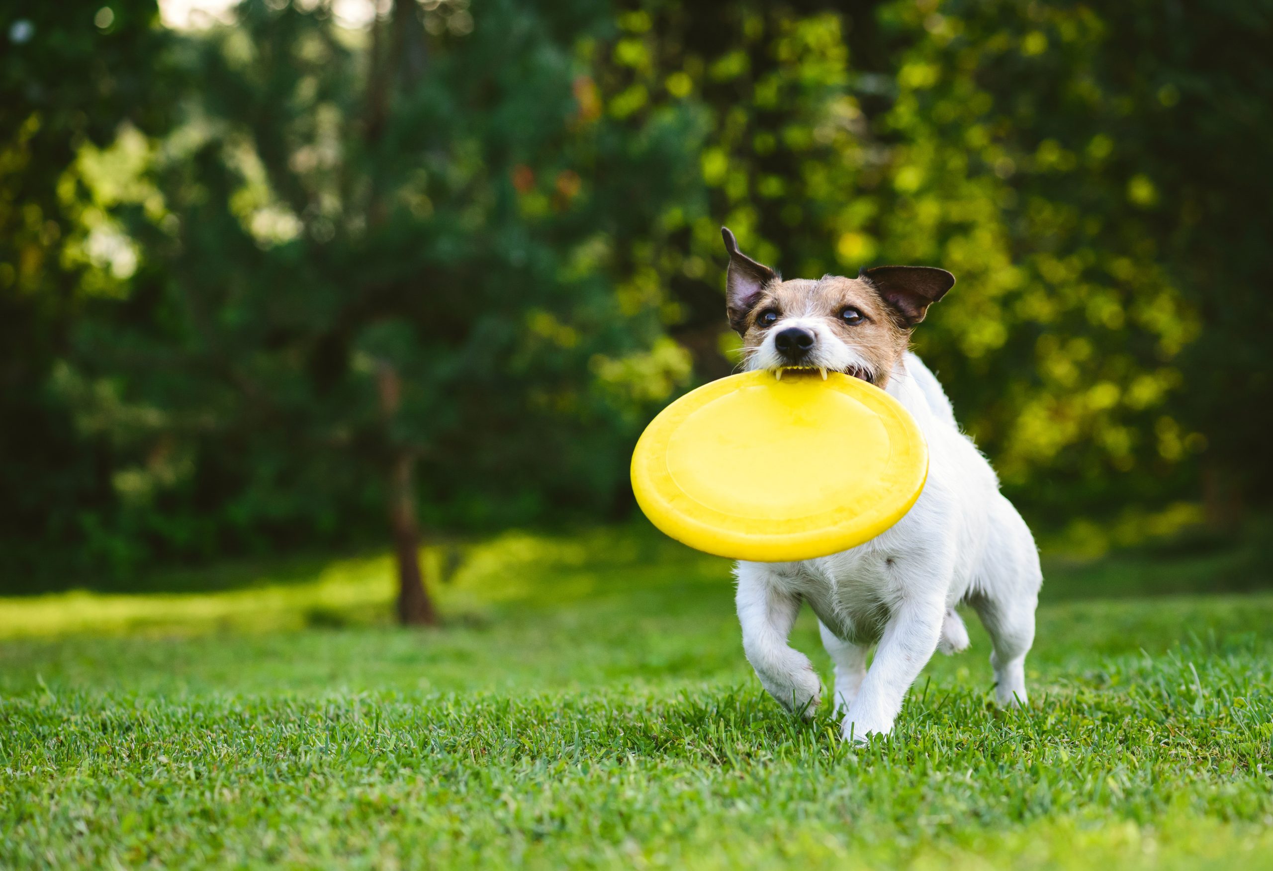 Transform Your Pup’s Routine With Surprises From a Monthly Dog Box Service