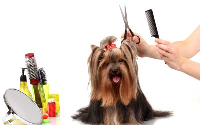 Treat Your Furry Friend to the Best at a Pet Grooming Spa in Maumelle, AR Locals Trust