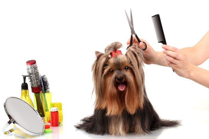 Treat Your Furry Friend to the Best at a Pet Grooming Spa in Maumelle, AR Locals Trust