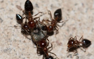 Homeowners Rely on Fire Ant Bait to Protect Lawns from Costly Ant Damage
