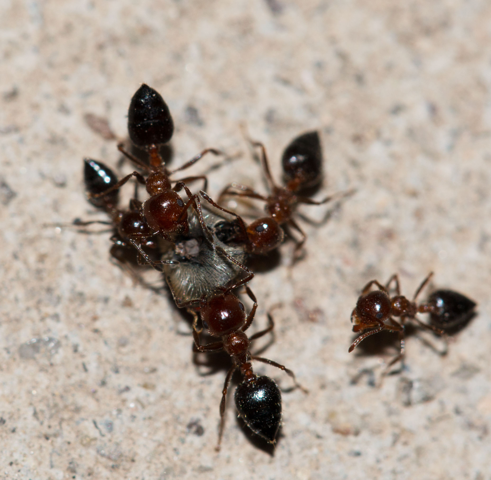 Homeowners Rely on Fire Ant Bait to Protect Lawns from Costly Ant Damage