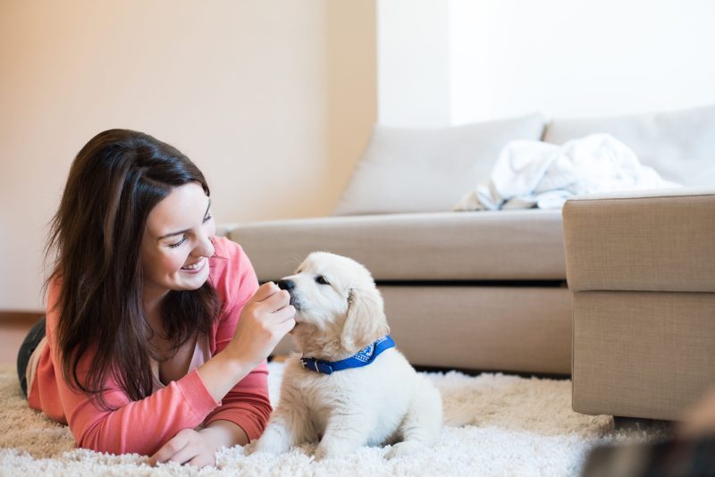 Ensuring Peace Of Mind With Dog Daycare In UES For Busy New York Pet Parents