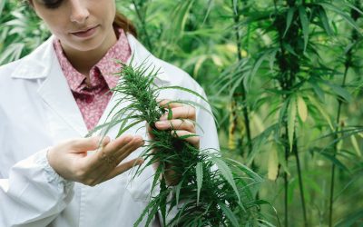Benefits You Gain by Choosing an Online Cannabis Dispensary in Grand Junction, CO for Your Needs