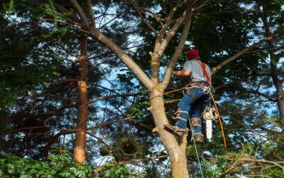 Maintain property value and safety with professional tree-cutting services in Jacksonville, FL.