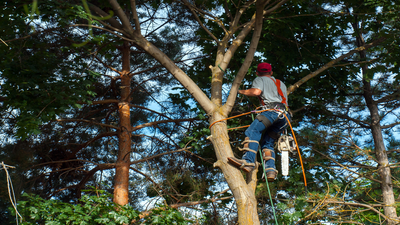 Maintain property value and safety with professional tree-cutting services in Jacksonville, FL.