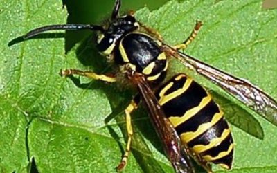 Protect Your Home from Infestations with Rodent Control Plymouth County, MA Solutions
