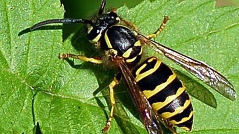 Protect Your Home from Infestations with Rodent Control Plymouth County, MA Solutions