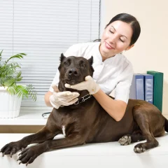 Building a Better Routine With Trusted Dog Daycare in the USA