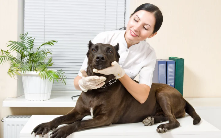 Building a Better Routine With Trusted Dog Daycare in the USA